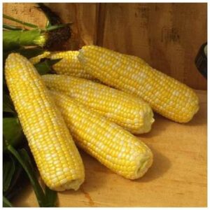 Ruby - Cut Baby Corn #10