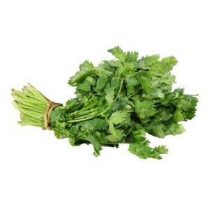 Cilantro - 24 ct