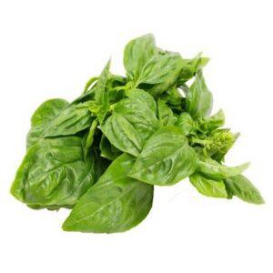 Basil Herb - 1 lb