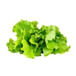 Green Leaf Lettuce - 24 ct