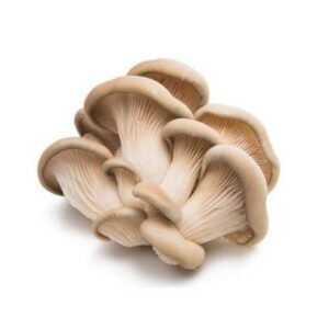 Oyster Mushrooms - 3 lbs