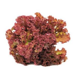 Red Leaf Lettuce - 24 Ct