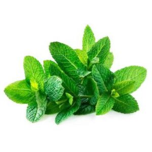 Herb - Mint- 1 lb