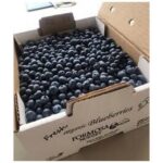 Frozen Alma - Georgia Blueberries - 30lb. Box