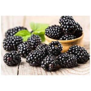 Frozen James Farm - Blackberries - 2/5 lbs